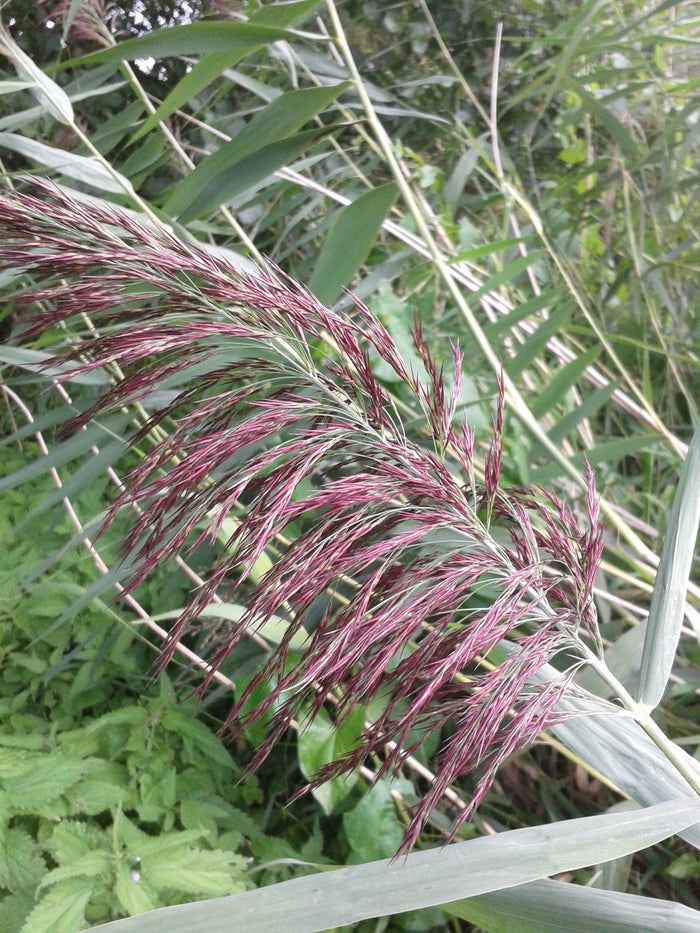 Buy Phragmites australis (Norfolk Reed) online UK