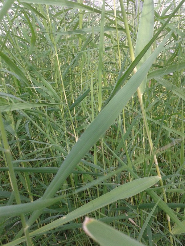 Buy Phragmites australis (Norfolk Reed) online UK