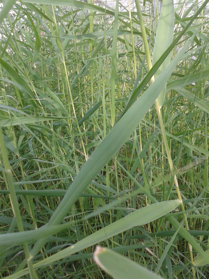 Buy Phragmites australis (Norfolk Reed) online UK