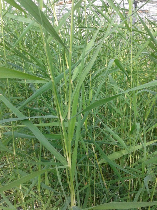 Buy Phragmites australis (Norfolk Reed) online UK