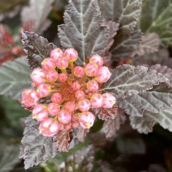 Buy Physocarpus opulifolius 'Little Devil' online UK