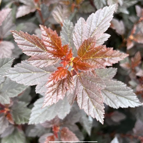 Buy Physocarpus opulifolius 'Little Devil' online UK