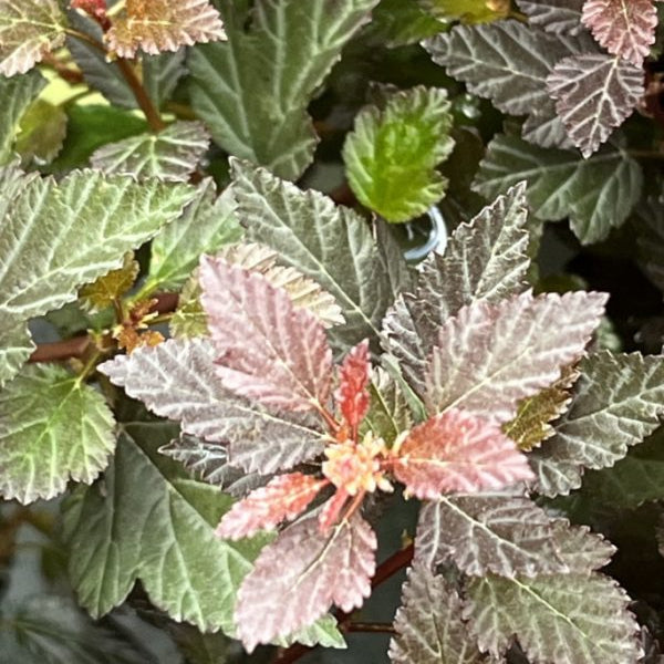 Buy Physocarpus opulifolius 'Little Devil' online UK
