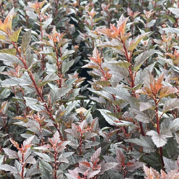 Buy Physocarpus opulifolius 'Little Devil' online UK
