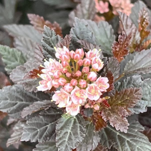 Buy Physocarpus opulifolius 'Little Devil' online UK