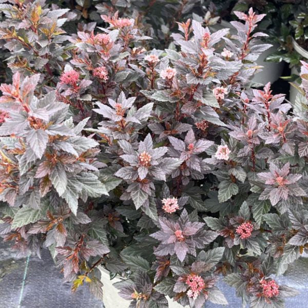 Buy Physocarpus opulifolius 'Little Devil' online UK