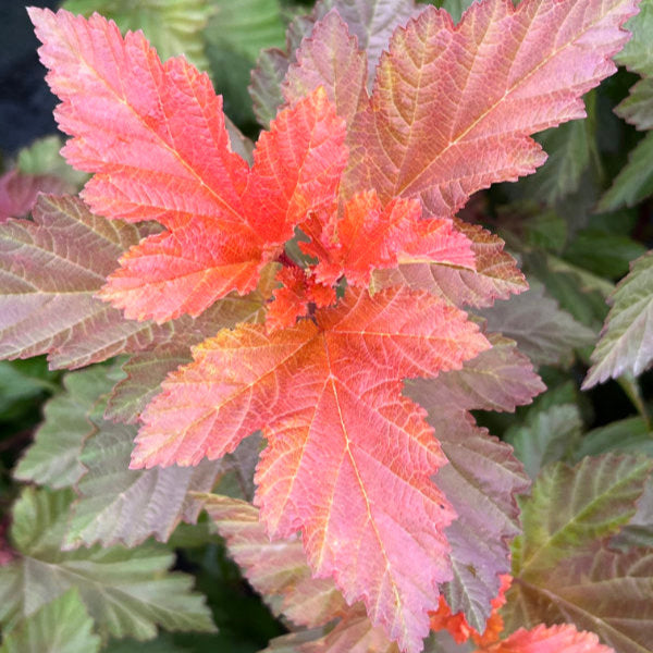 Buy Physocarpus opulifolius 'Magic Ball' online UK