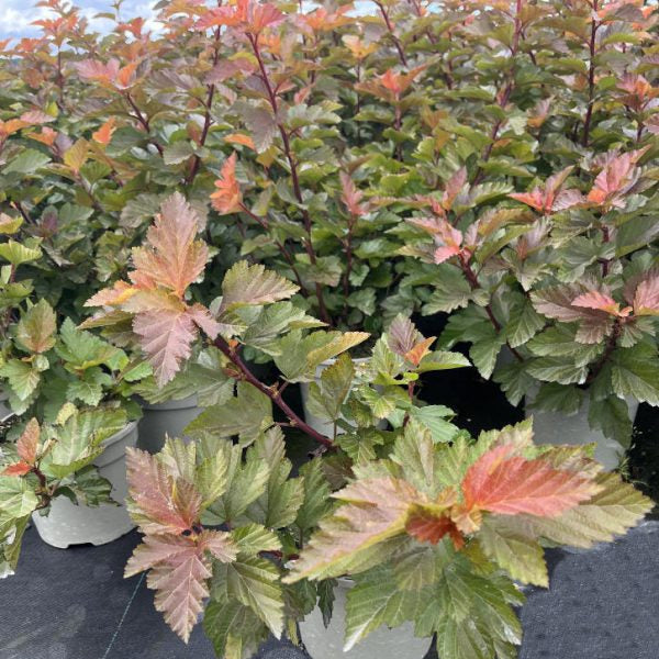 Buy Physocarpus opulifolius 'Magic Ball' online UK