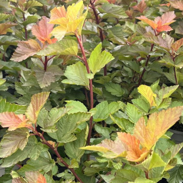 Buy Physocarpus opulifolius 'Magic Ball' online UK