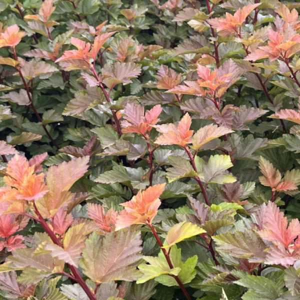 Buy Physocarpus opulifolius 'Magic Ball' online UK