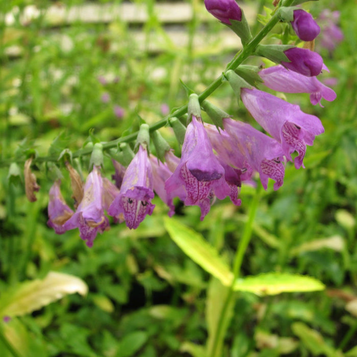 Buy Physostegia virginiana (Obedient Plant) online UK