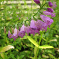 Buy Physostegia virginiana (Obedient Plant) online UK