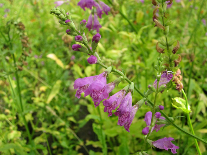 Buy Physostegia virginiana (Obedient Plant) online UK
