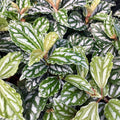 Buy Pilea cadierei (Aluminium Plant) online UK