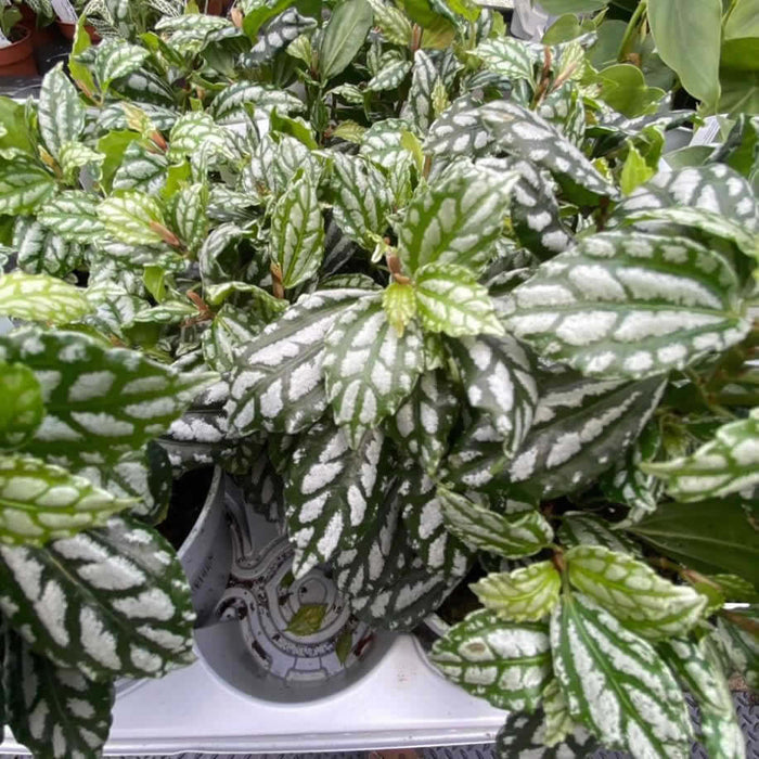 Buy Pilea cadierei (Aluminium Plant) online UK