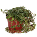 Buy Pilea depressa (Baby Tears) online UK