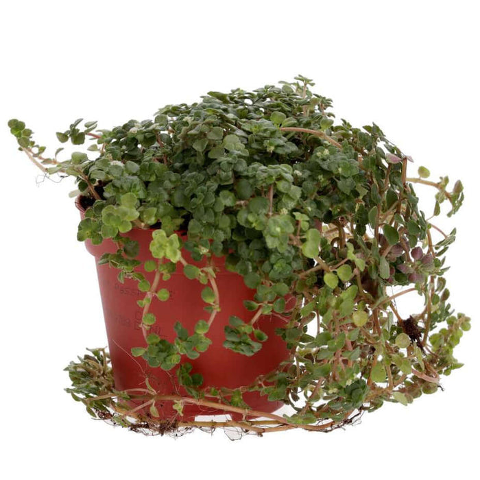 Buy Pilea depressa (Baby Tears) online UK