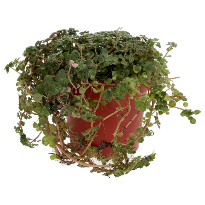 Buy Pilea depressa (Baby Tears) online UK