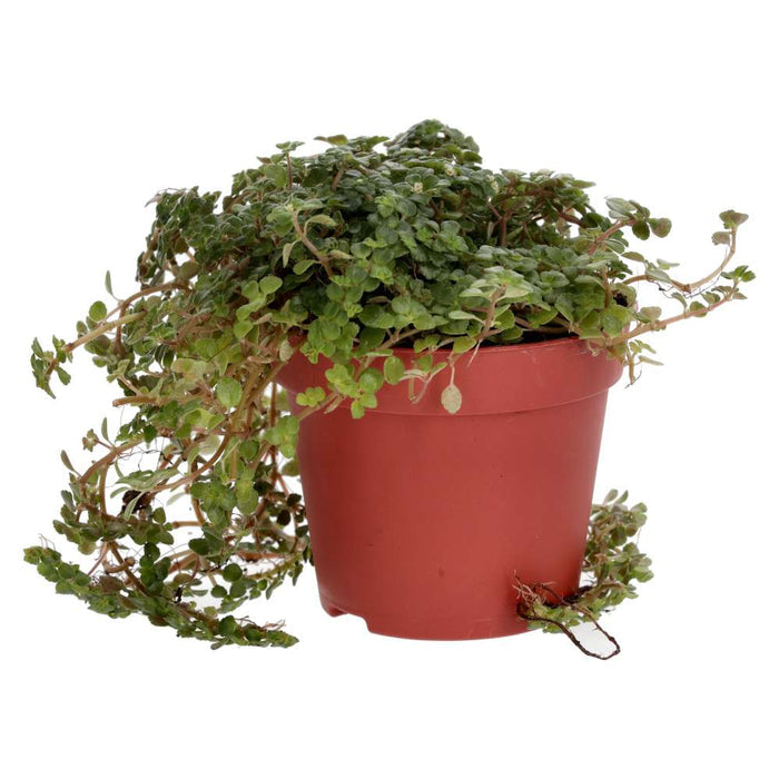 Buy Pilea depressa (Baby Tears) online UK
