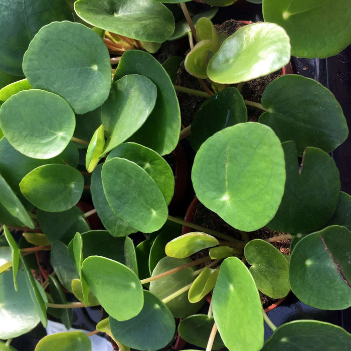 Buy Pilea peperomoides (Chinese Money Plant) online UK
