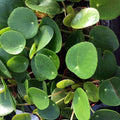 Buy Pilea peperomoides (Chinese Money Plant) online UK