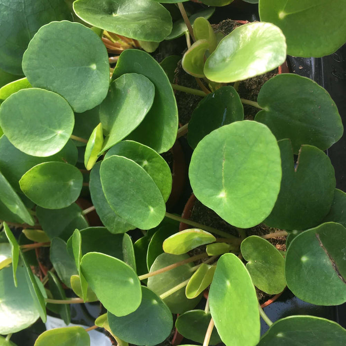 Buy Pilea peperomoides (Chinese Money Plant) online UK