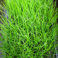 Buy Pilularia globulifera (Pillwort) online UK