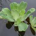Buy Pistia stratiotes (Water Lettuce) online UK