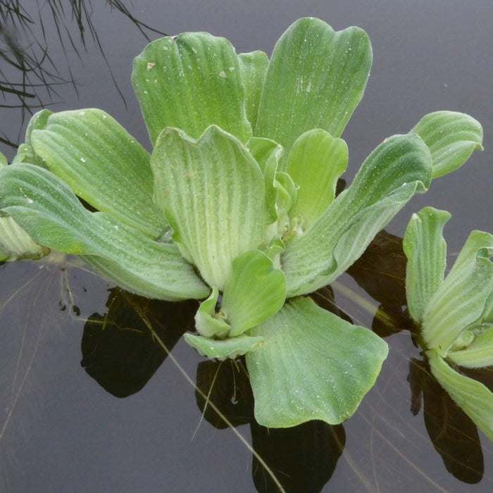 Buy Pistia stratiotes (Water Lettuce) online UK