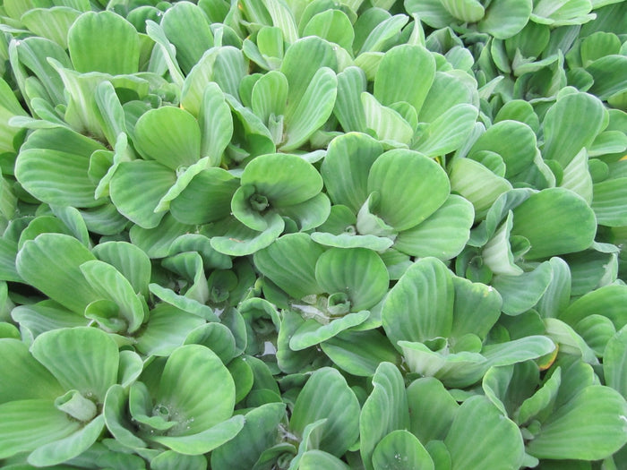 Buy Pistia stratiotes (Water Lettuce) online UK