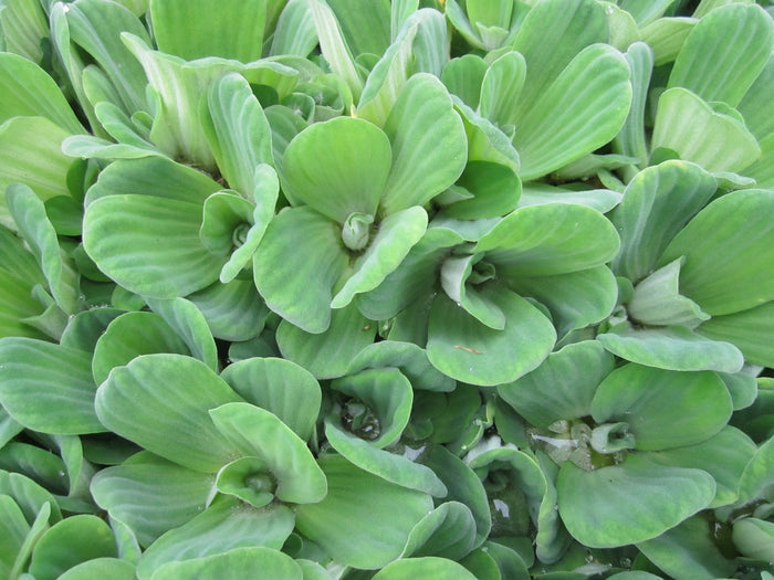 Buy Pistia stratiotes (Water Lettuce) online UK