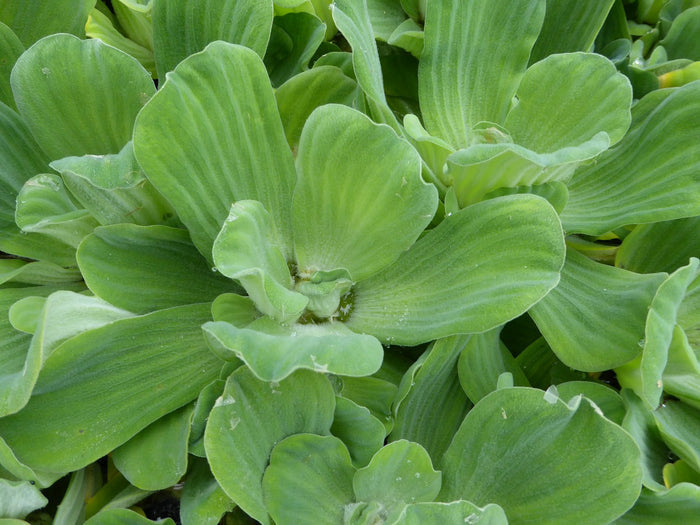 Buy Pistia stratiotes (Water Lettuce) online UK