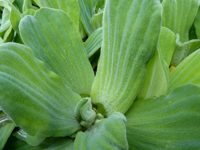 Buy Pistia stratiotes (Water Lettuce) online UK