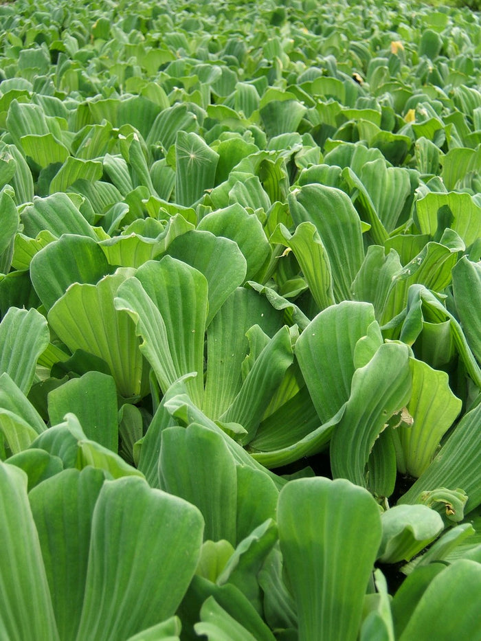 Buy Pistia stratiotes (Water Lettuce) online UK