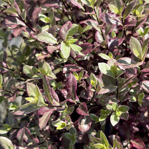 Buy Pittosporum tenuifolium 'Bannow Bay' online UK