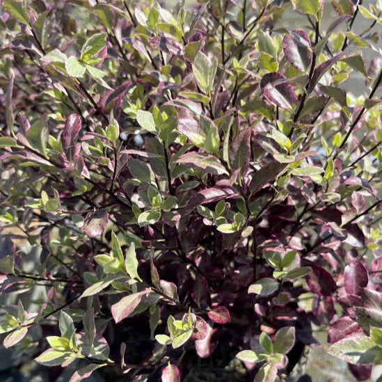 Buy Pittosporum tenuifolium 'Bannow Bay' online UK