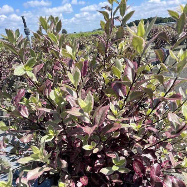Buy Pittosporum tenuifolium 'Bannow Bay' online UK