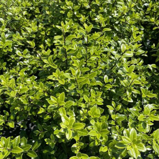 Buy Pittosporum tenuifolium 'Golf Ball' online UK