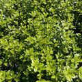 Buy Pittosporum tenuifolium 'Golf Ball' online UK