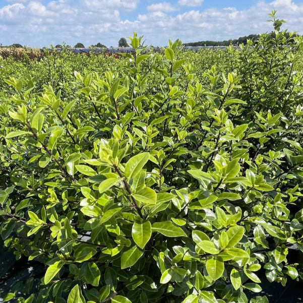 Buy Pittosporum tenuifolium 'Golf Ball' online UK