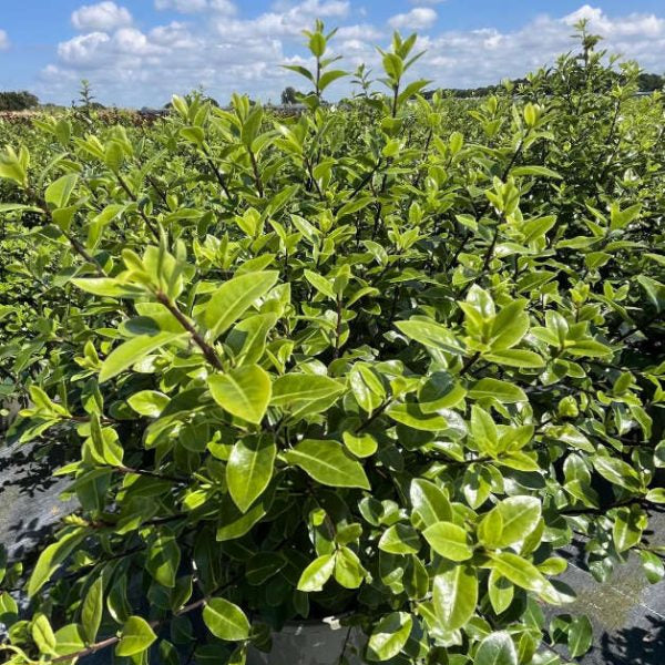 Buy Pittosporum tenuifolium 'Golf Ball' online UK