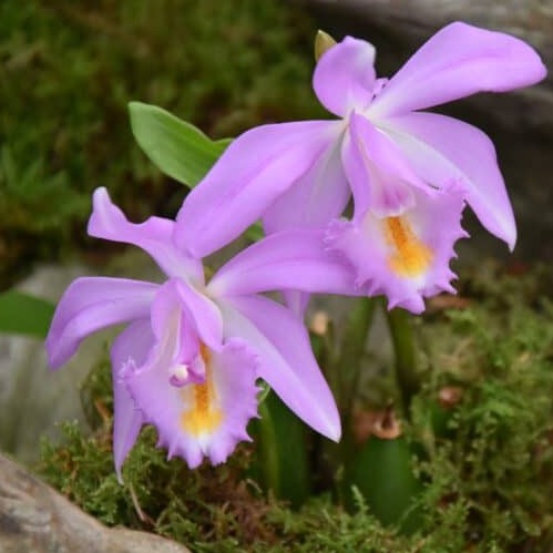 Buy Pleione aurita Hybrid Bulbs online UK