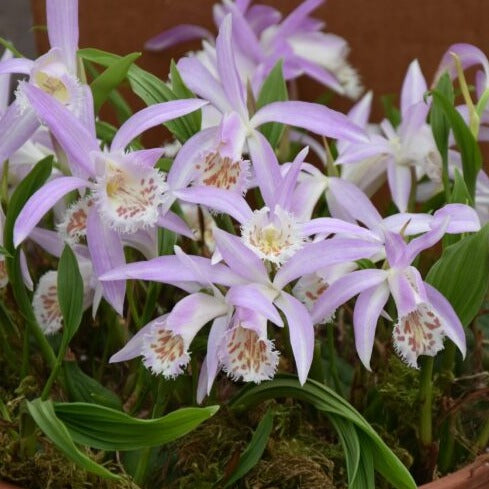 Buy Pleione formosanum x grandiflora Bulbs online UK
