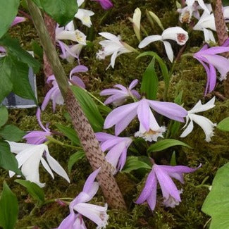 Buy Pleione grandiflora Mixed Hybrids Bulbs online UK