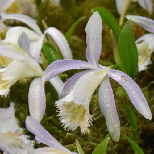 Buy Pleione grandiflora x formosanum Bulbs online UK