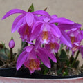 Buy Pleione speciosa x speciosa Bulbs online UK
