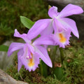 Buy Pleione 'Tibesti' Bulbs online UK