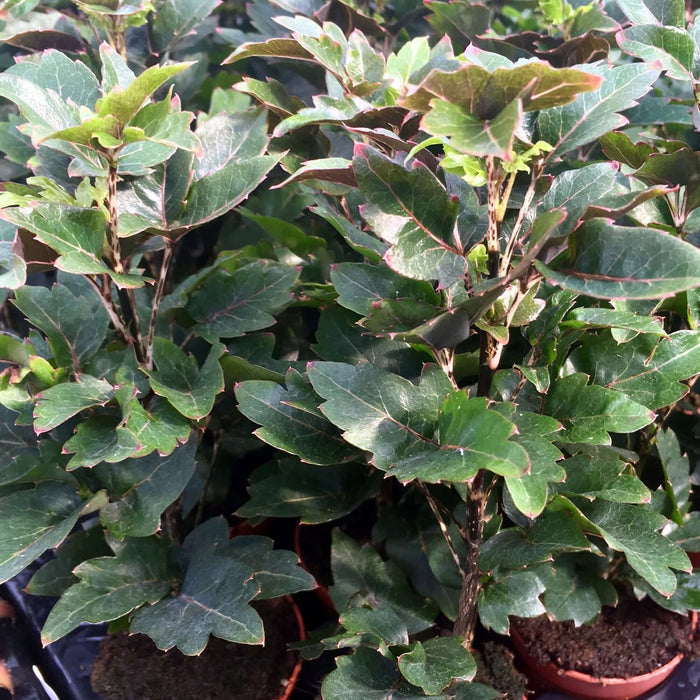 Buy Plerandra elegantissima (False Aralia) online UK