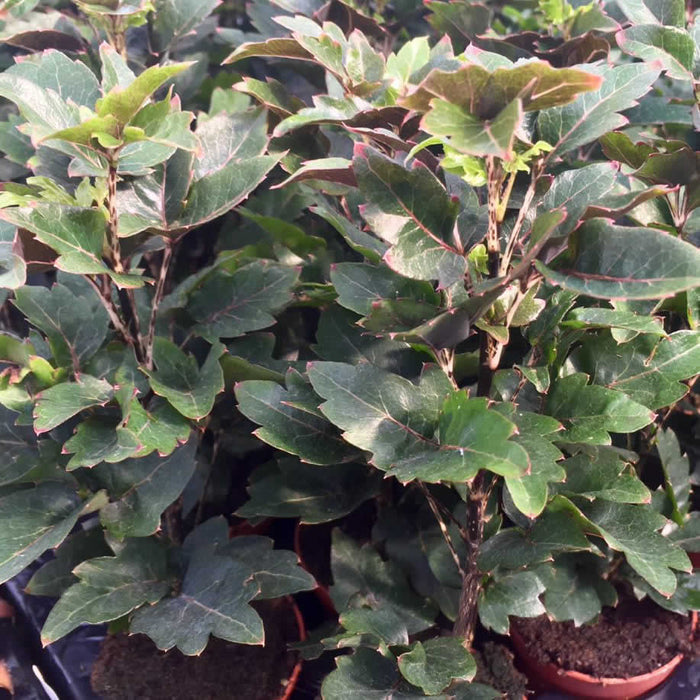 Buy Plerandra elegantissima (False Aralia) online UK
