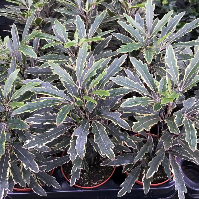 Buy Plerandra elegantissima (False Aralia) online UK